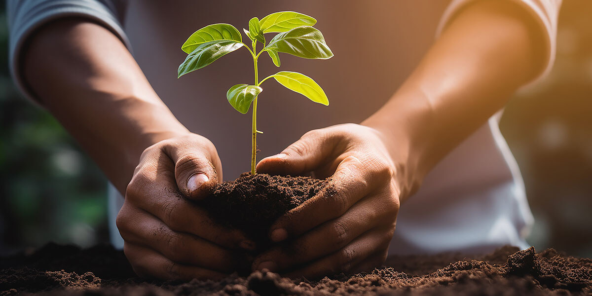 Plantando_Arbol